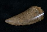 Nice Albertosaurus Tooth - Montana #12478-1